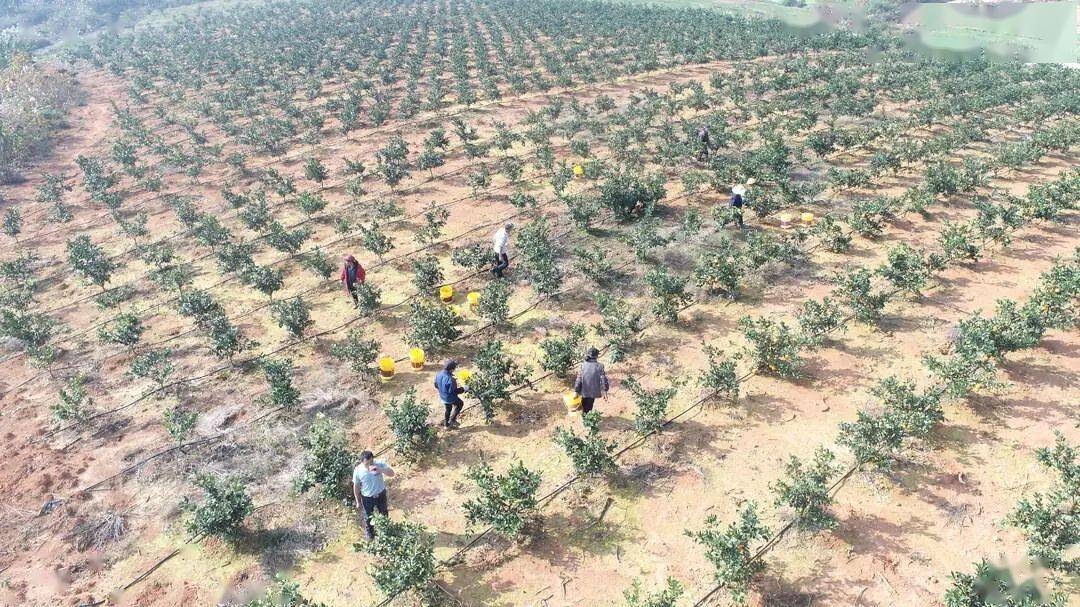 农村致富种植_果农种植致富方法_农民致富种植项目