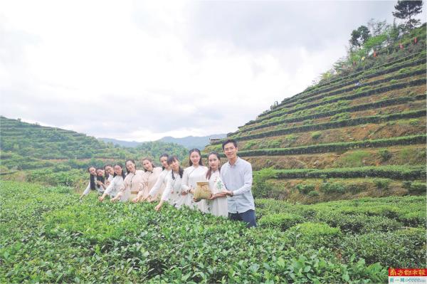 茶叶种植流程_茶叶种植技术指导方案_茶叶种植管理技术视频