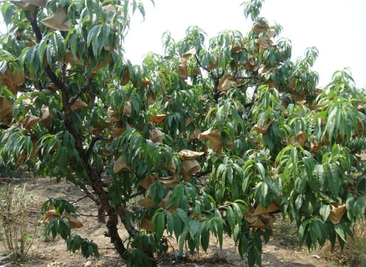 盆栽果树栽培技术视频_视频盆栽果树种植技术教程_盆栽的果树种植技术视频