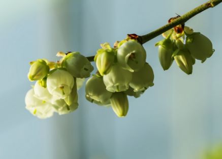 东北大棚蓝莓种植技术_大棚东北种植技术蓝莓视频_大棚蓝莓种植技术与管理