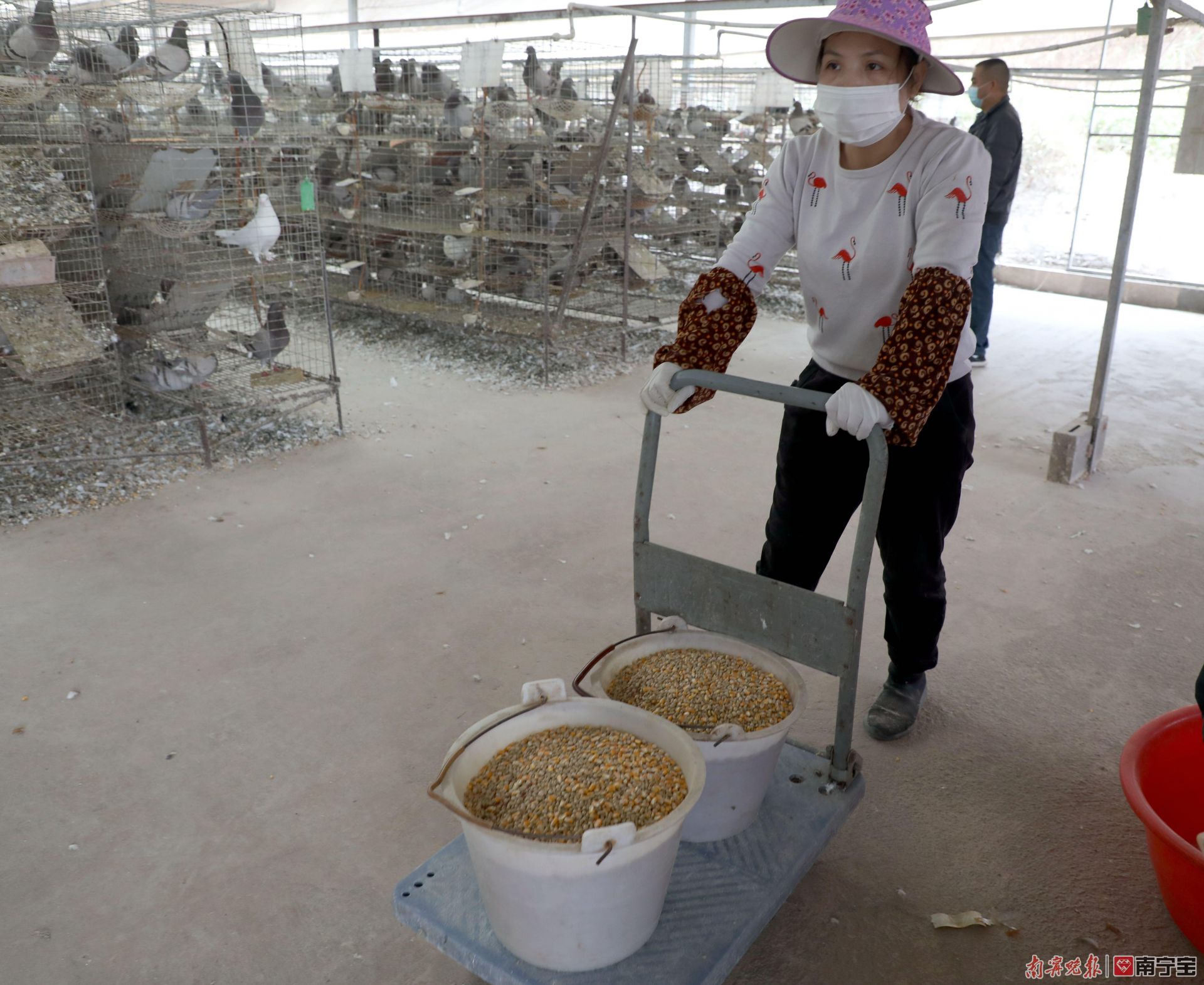 如何养殖鸽子才能致富呢_致富鸽子养殖才能赚钱吗_养鸽子致富经