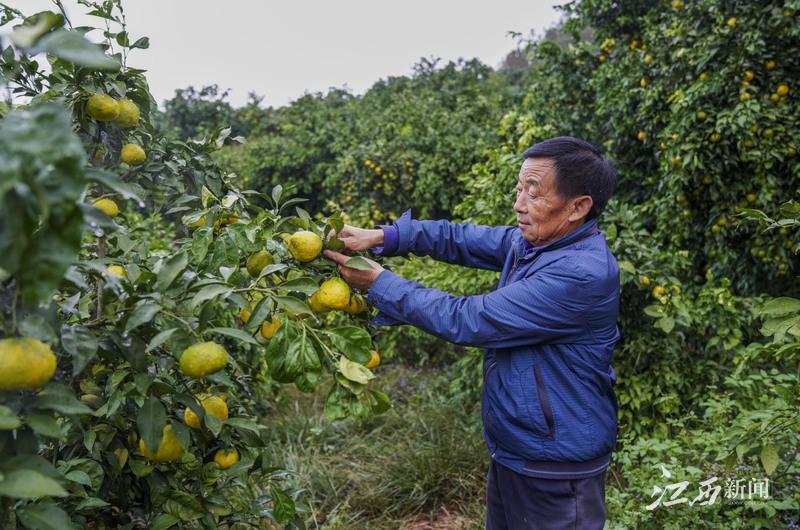 民生深度｜“橙”色十足    湖北三兄弟赣南创业样本解析