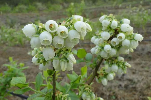 东北大棚蓝莓种植技术_大棚东北种植技术蓝莓视频_北方大棚蓝莓什么时候开花结果