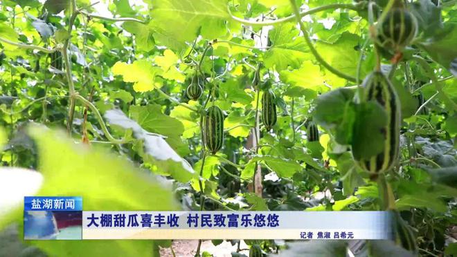 农业致富黄瓜种植_黄瓜种植成本及利润_黄瓜种植前景及风险