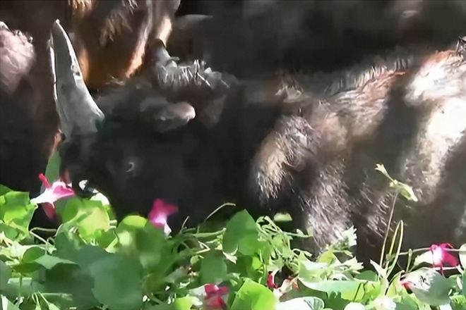 核桃致富报道_核桃种植专业合作社基本情况_核桃种植致富公示