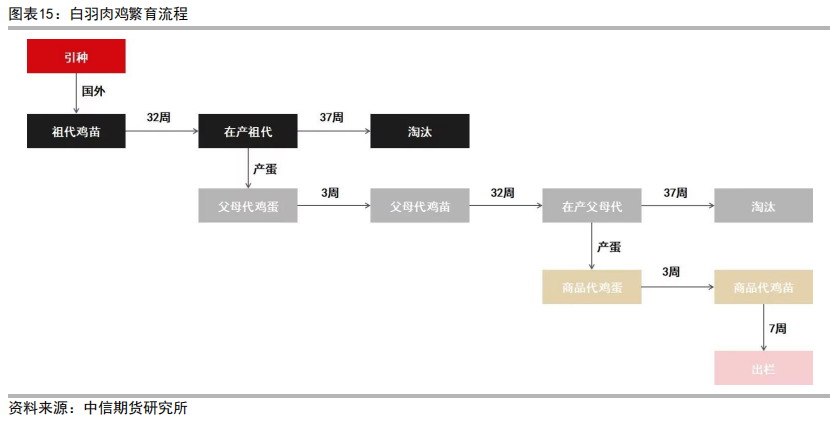 三黄肉鸡养殖技术_肉鸡养鸡技术_肉鸡养殖工艺流程