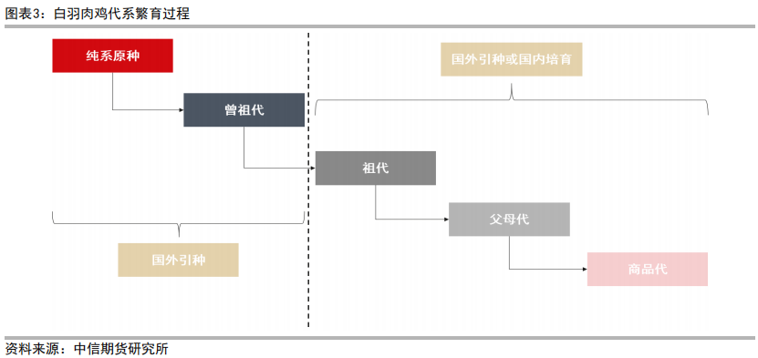 三黄肉鸡养殖技术_肉鸡养殖工艺流程_肉鸡养鸡技术