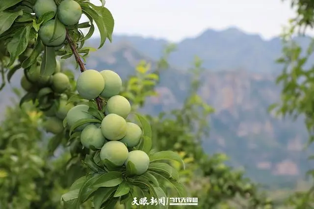 藠头种植致富_蕌头种植效益_种植藠头每亩成本与利润