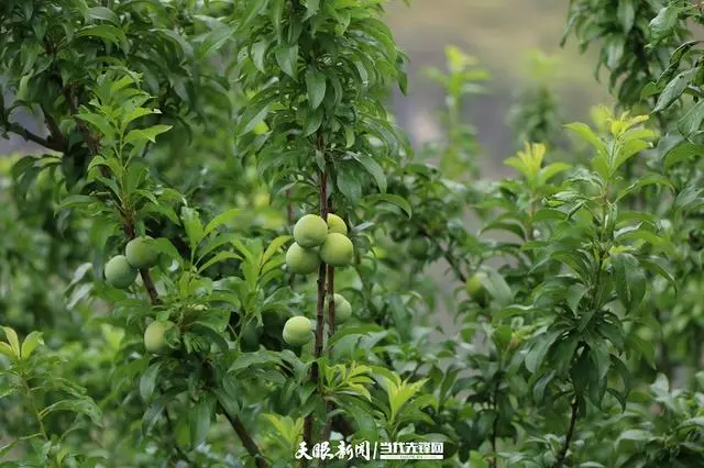 蕌头种植效益_藠头种植致富_种植藠头每亩成本与利润