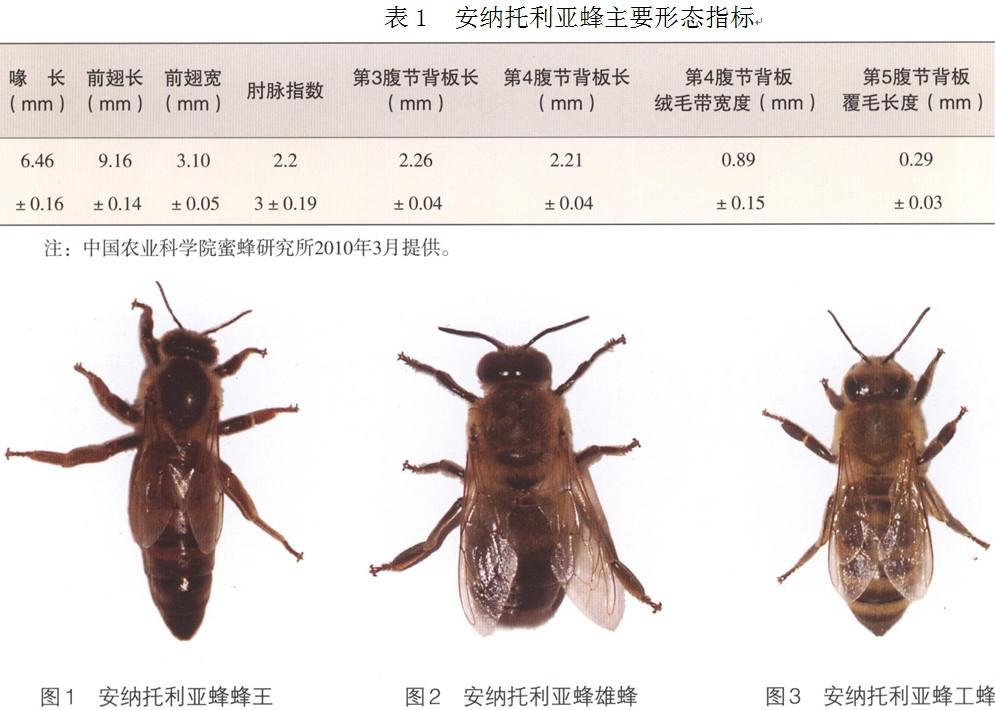 安纳托利亚蜂