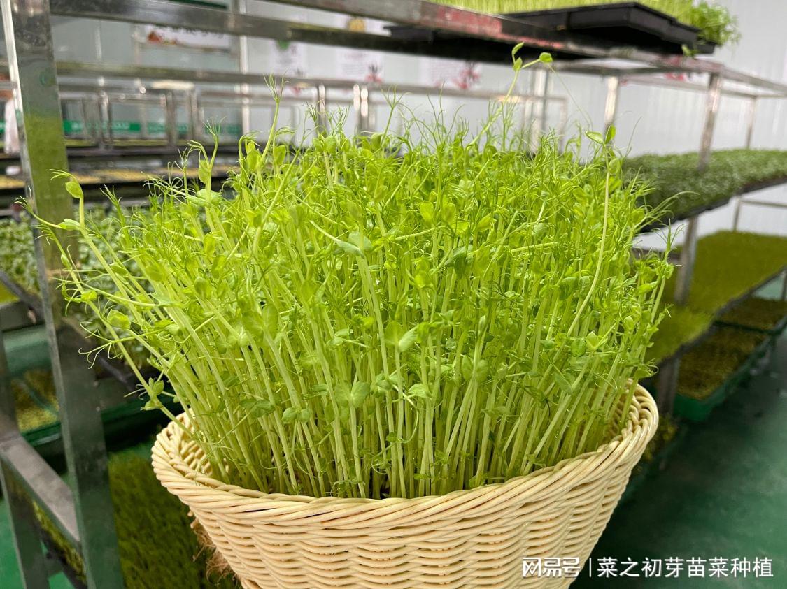 芽苗菜种植 致富_种植芽苗菜挣钱吗_致富种植芽苗菜视频