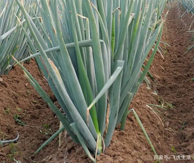 种植大葱离不开三个方法，葱白又粗又长，长势贼旺