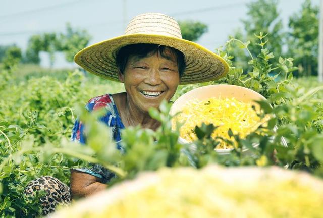 尉氏县十八里镇：金银花开出“致富花”