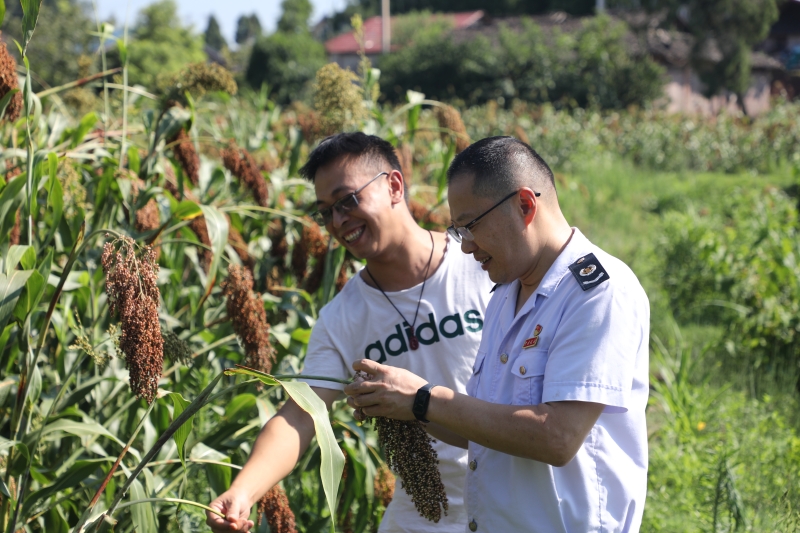 高粱种植基地_陕西高粱种植_陇南种植高粱致富