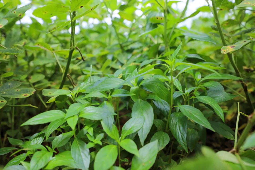 广西贵港适合种植什么药材_贵港种植基地_广西贵港种植致富