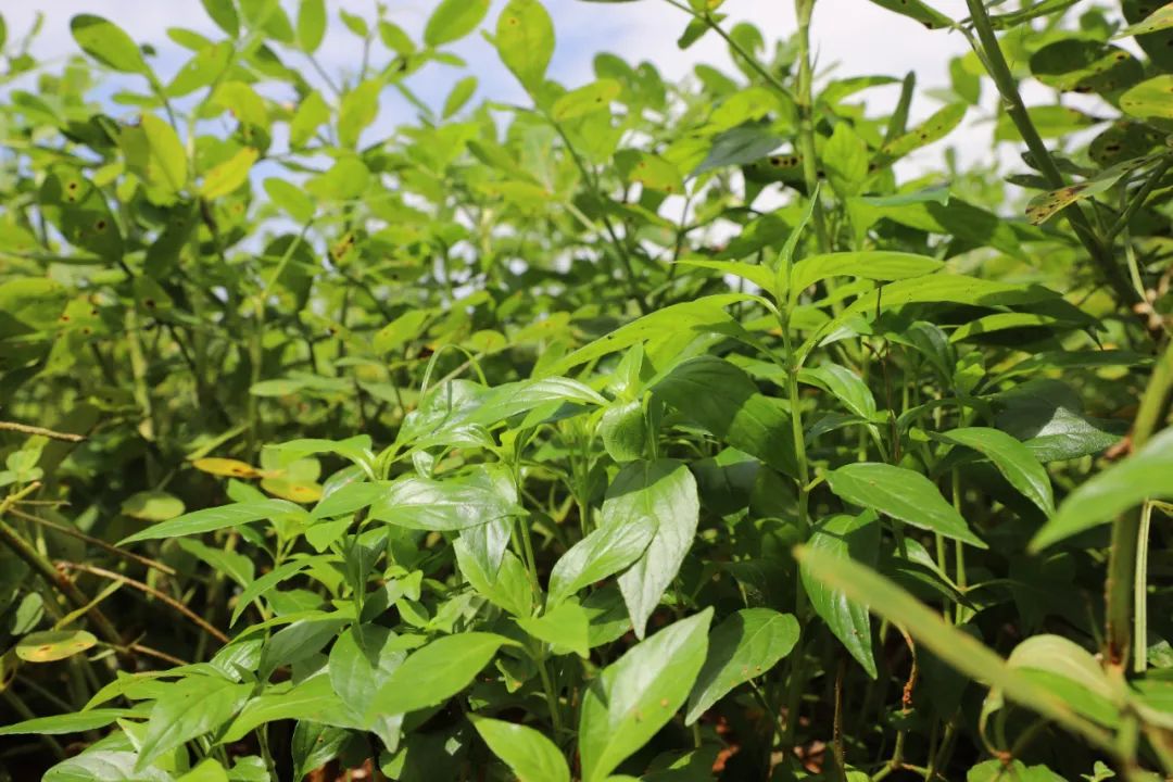 广西贵港种植致富_广西贵港适合种植什么药材_贵港种植基地