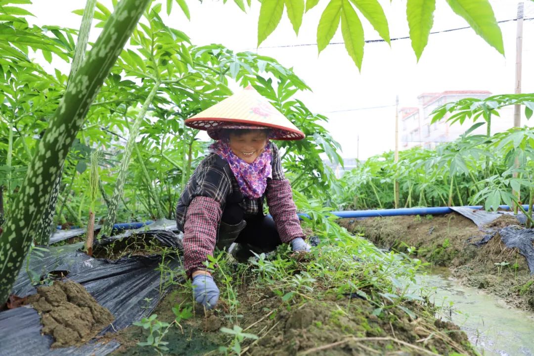 贵港种植基地_广西贵港适合种植什么药材_广西贵港种植致富