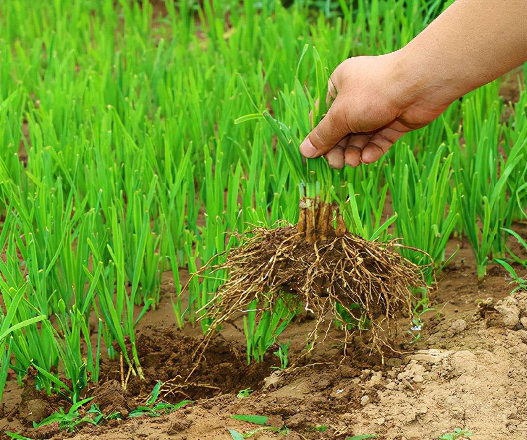 大棚种植韭黄新技术_大棚种植韭黄高产技术_农广天地韭黄大棚种植视频