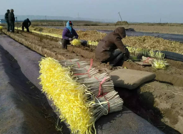 大棚种植韭黄高产技术_大棚种植韭黄新技术_农广天地韭黄大棚种植视频