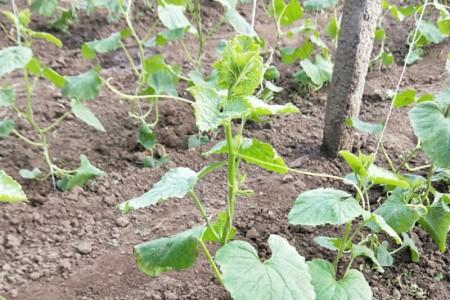 大棚高产种植技术韭黄技术要点_大棚种植韭黄高产技术_大棚种植韭黄新技术