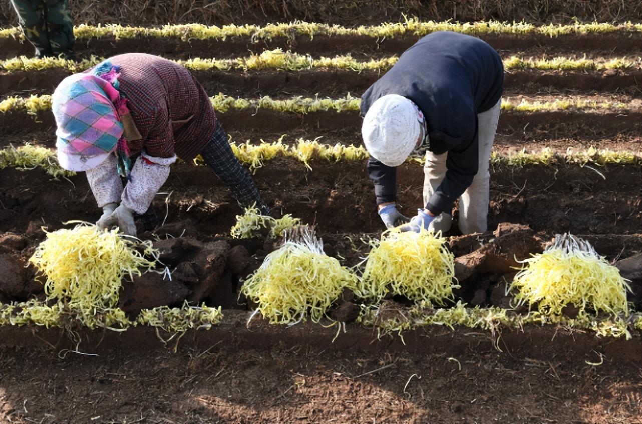 农广天地韭黄大棚种植视频_大棚种植韭黄高产技术_大棚种韭黄的生长周期