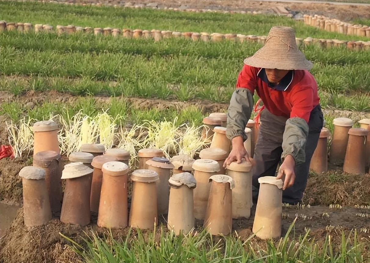 大棚种韭黄的生长周期_农广天地韭黄大棚种植视频_大棚种植韭黄高产技术