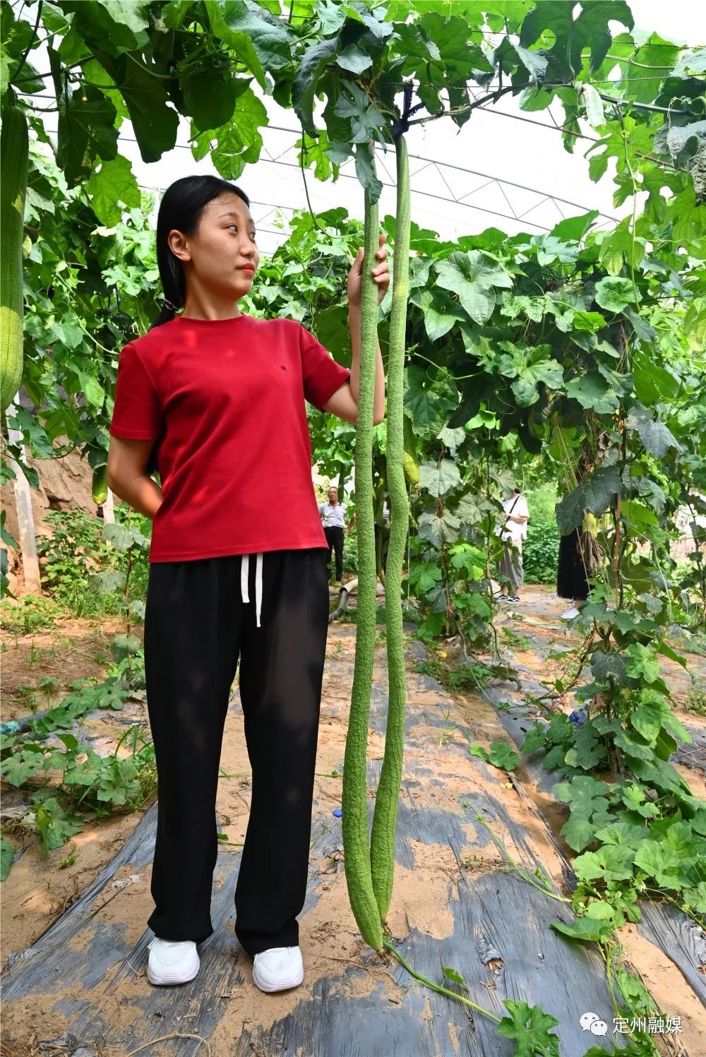 巨型致富丝瓜图片_致富经种丝瓜取水致富_致富经巨型丝瓜