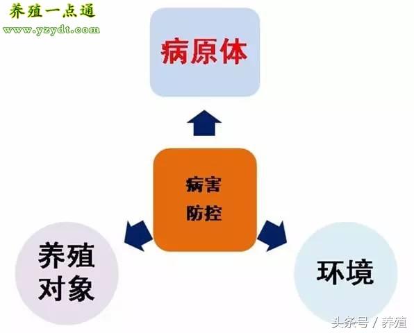 草鱼鱼的养殖技术_养草鱼技术指导_养殖草鱼鱼技术视频教程