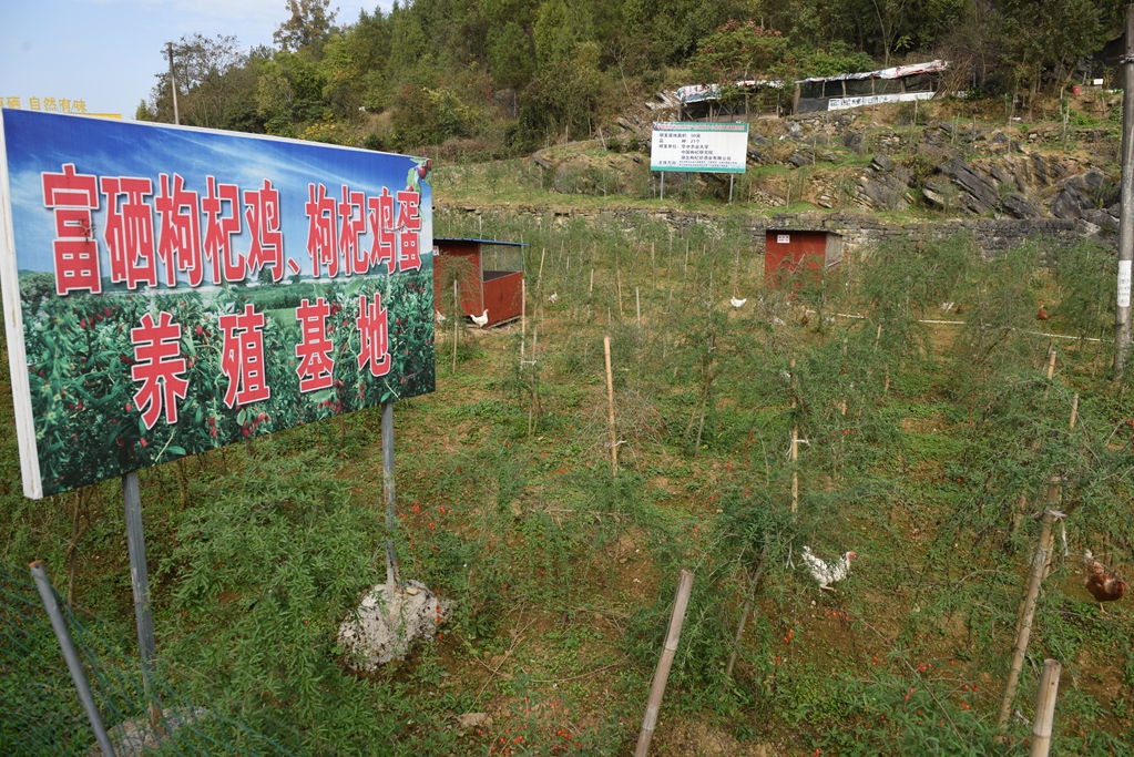 致富项目养鸡_视频致富养殖鸡场在线观看_鸡场养殖致富视频