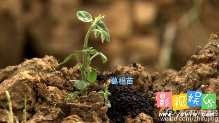 致富经葛根 葛疯子江西德兴宋剑春种植葛根(2)