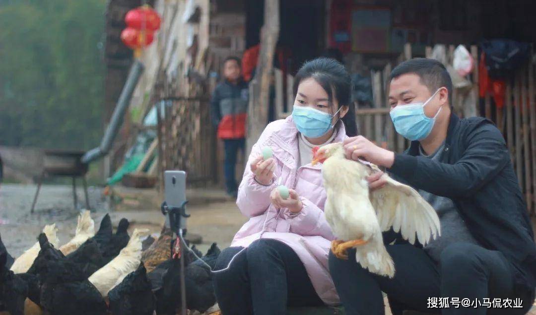 致富项目养鸡_鸡场养殖致富视频_视频致富养殖鸡场在线观看