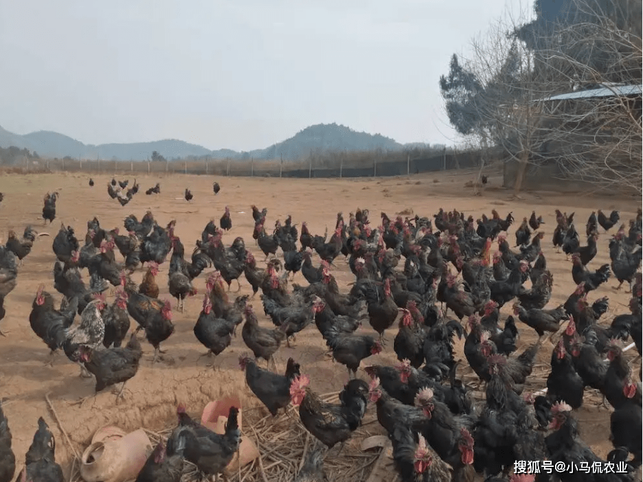 鸡场养殖致富视频_视频致富养殖鸡场在线观看_致富项目养鸡