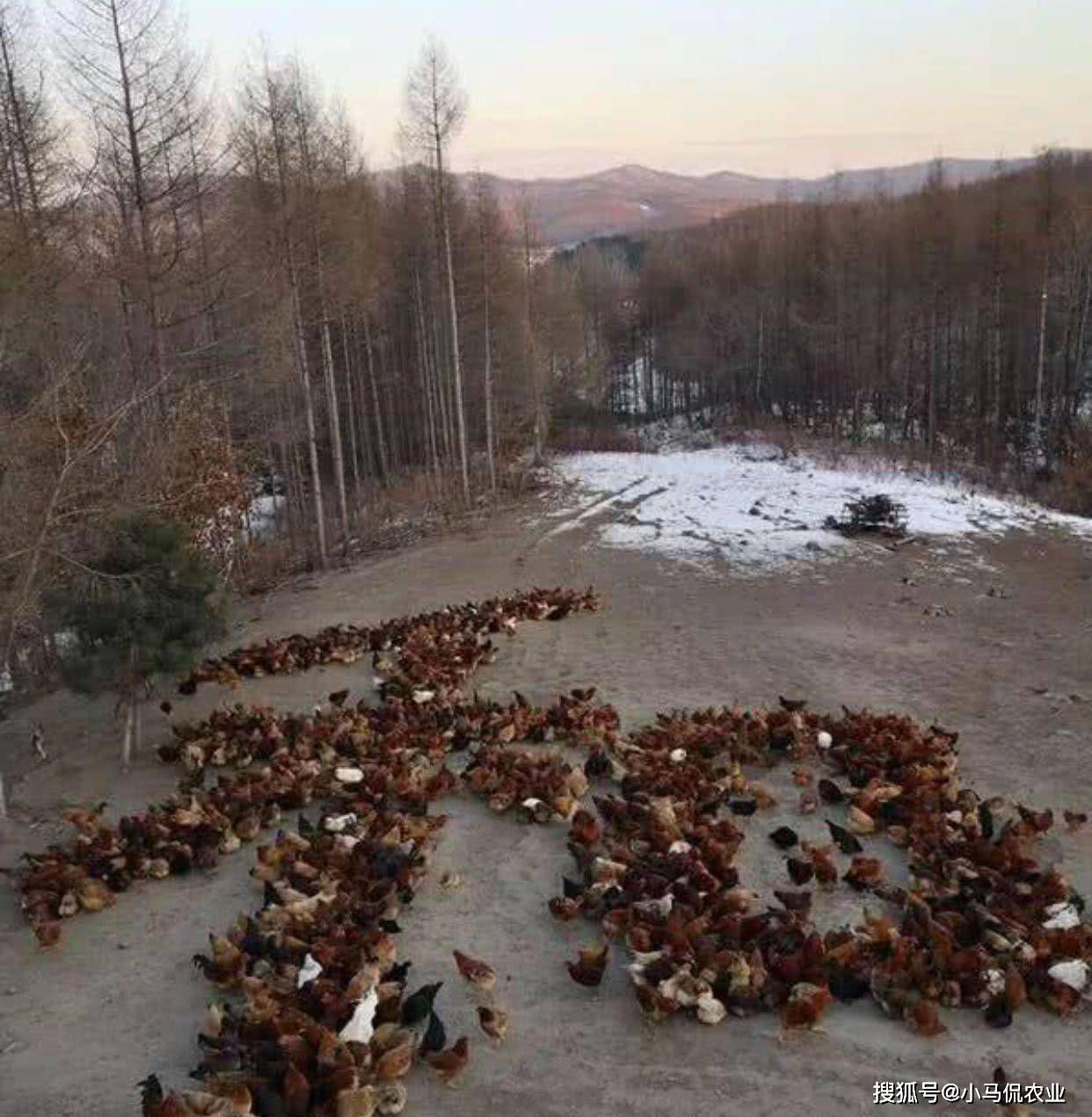 视频致富养殖鸡场在线观看_致富项目养鸡_鸡场养殖致富视频