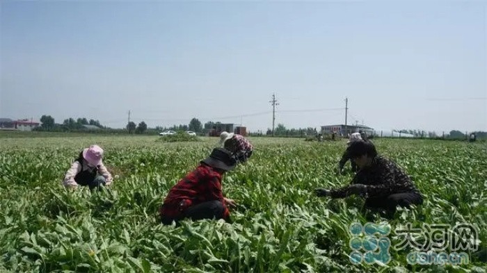 叶县：种植蒲公英 铺就致富路