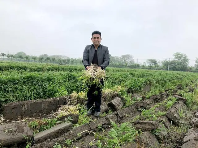 从烂在地里到翻身成为网红蔬菜：溧阳白芹走红记