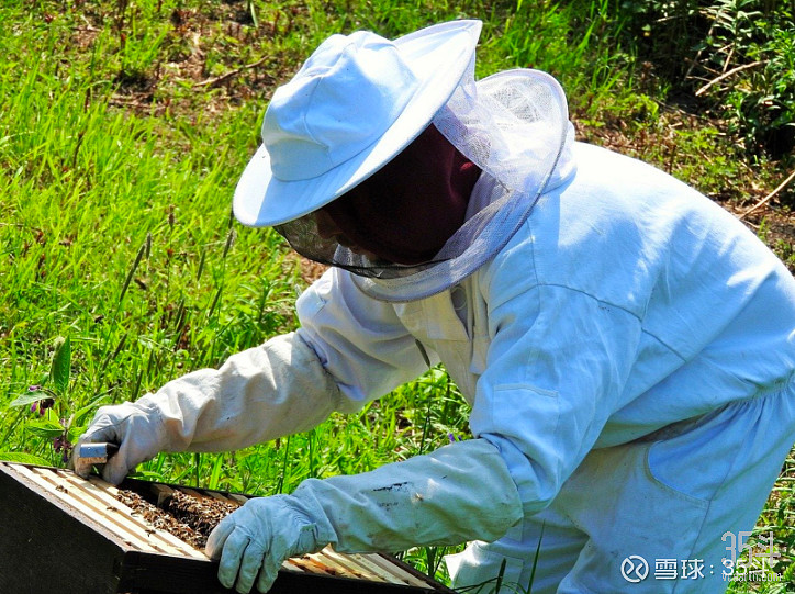 蜜蜂怎么种_蜜蜂种植视频直播_蜜蜂种植技术