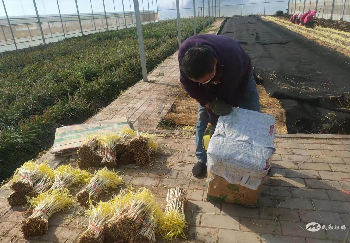 大棚种植韭黄新技术_大棚种植韭黄高产技术_大棚种韭黄种植技术大棚