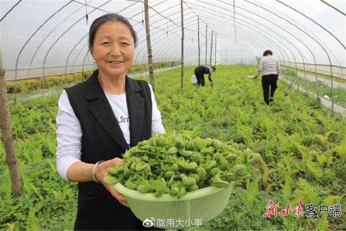 野菜种植  致富_致富经野菜种植_种野菜致富的陷阱