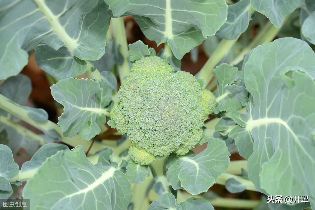 西兰花露地种植技术_春季露地西兰花种植技术_西兰花露地栽培技术