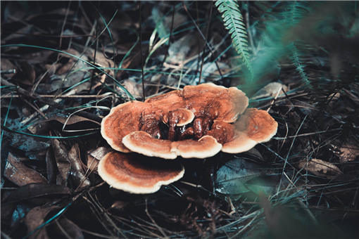 草根怎么种植致富_致富草根种植视频_草根致富案例