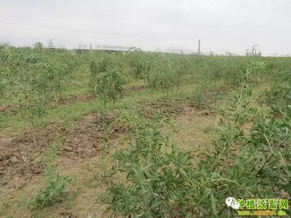 盐碱地适合种植什么经济作物_致富经盐碱地_盐碱地治理亩补助多少