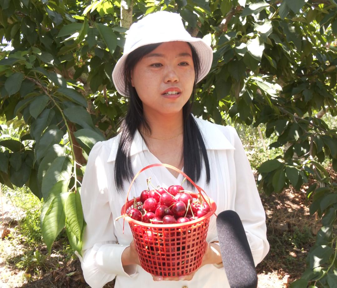 致富经樱桃种植视频_致富经樱桃_致富经北京大樱桃