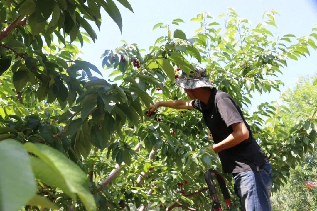 致富经北京大樱桃_致富经樱桃_致富经樱桃种植视频