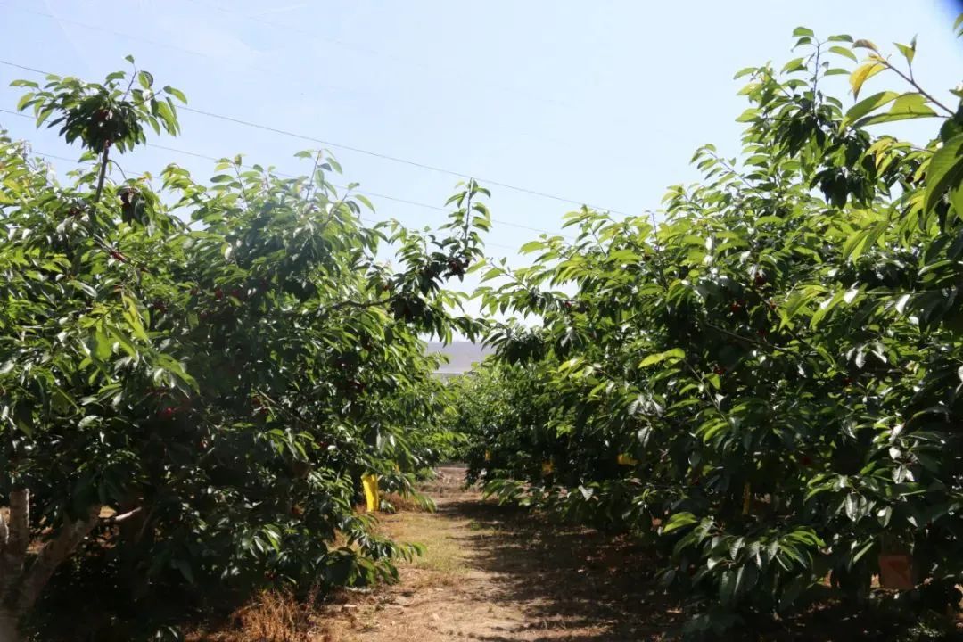 致富经北京大樱桃_致富经樱桃_致富经樱桃种植视频