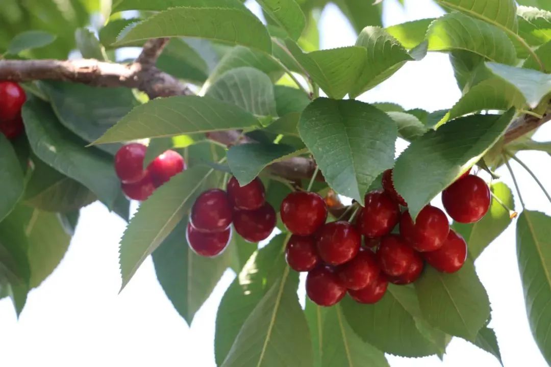 致富经北京大樱桃_致富经樱桃_致富经樱桃种植视频