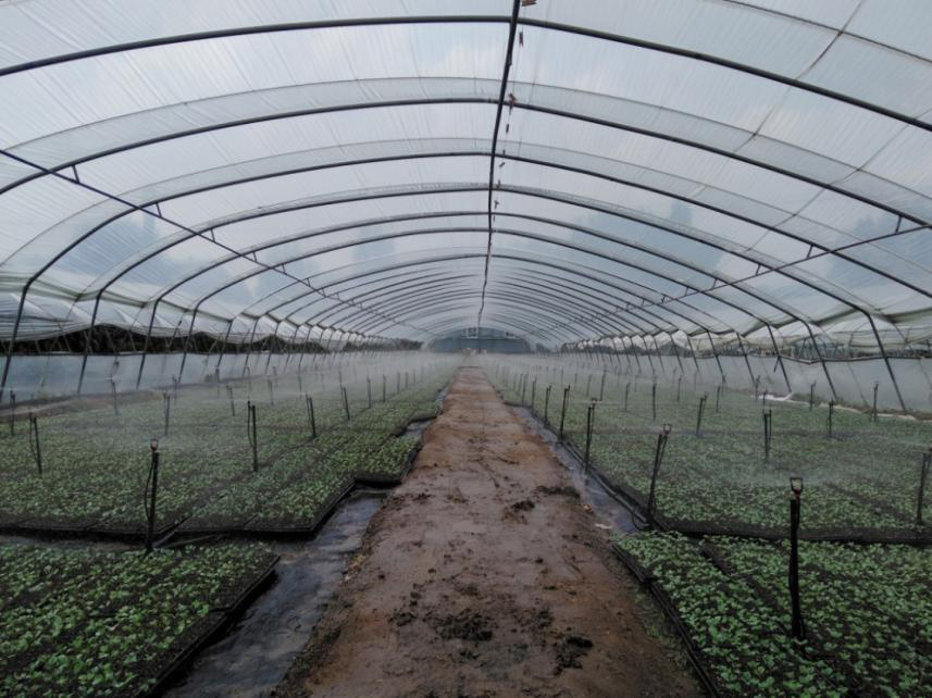 露地西兰花浇水技巧_春季露地西兰花种植技术_西兰花露地种植技术