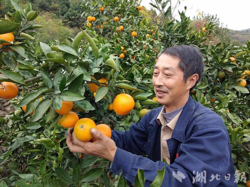 致富经艾草种植视频_视频致富种植艾草是真的吗_视频致富种植艾草是真是假