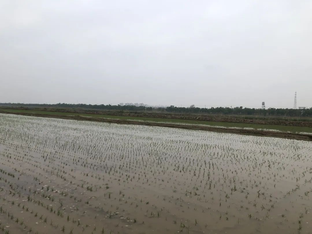 盐碱地种植什么农作物_盐碱地种田_致富经盐碱地