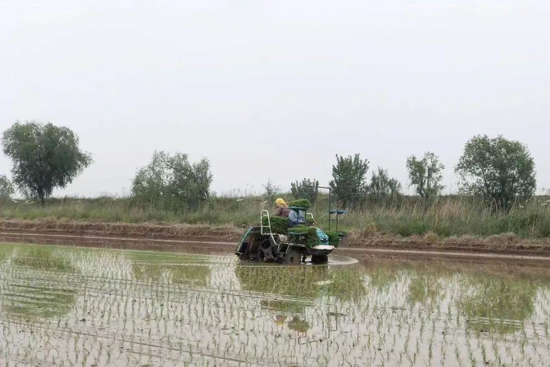 盐碱地种田_致富经盐碱地_盐碱地种植什么农作物