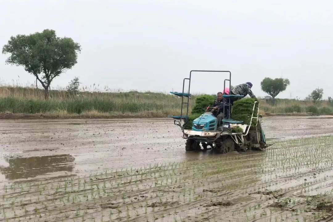 盐碱地种植什么农作物_致富经盐碱地_盐碱地种田